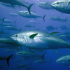 image de poisson